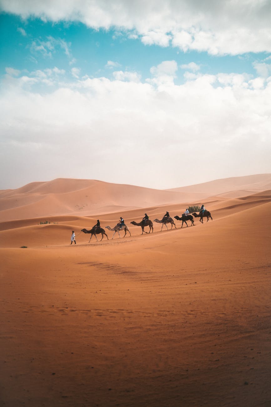 Meditation on Epiphany (and&nbsp;Camels)